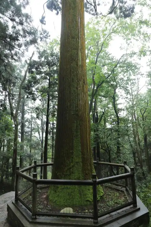 9月29日7:30继游庐山.三宝树