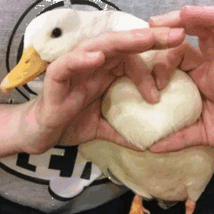 300_300gif 动态图 动图