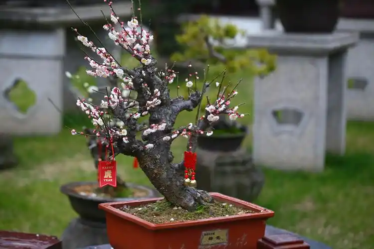 古猗园梅花盆景俏枝头