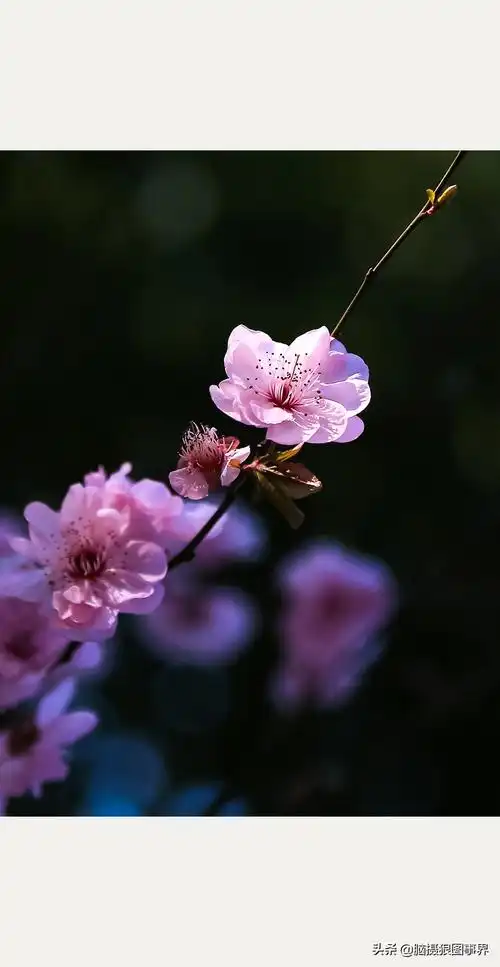 美人梅图片与介绍(实拍19张粉色美人梅照)