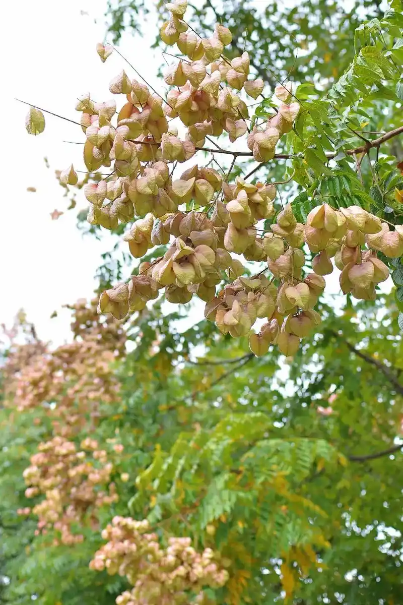 成都的行道树.栾树,春天落汁,夏天落花,秋天落果,冬天落叶, - 抖音