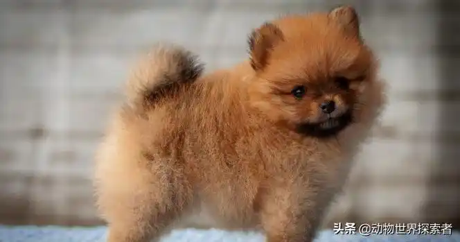 宠物狗种类介绍最可爱最萌的10种宠物狗狗