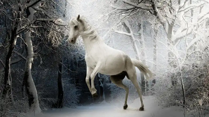 冬天 雪 森林 动物 马 白马 眼睛 4k壁纸壁纸
