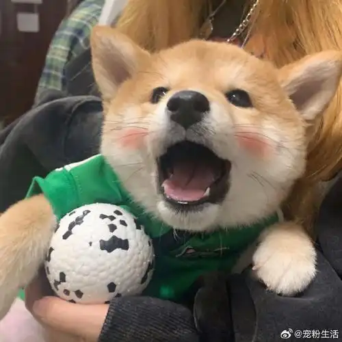 汪星人#穿新衣服的宝贝好乖|柴犬头像  嗨皮麻麻说她好适合绿色哈哈