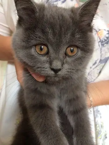 大神们鉴定自家英短蓝猫纯不纯.