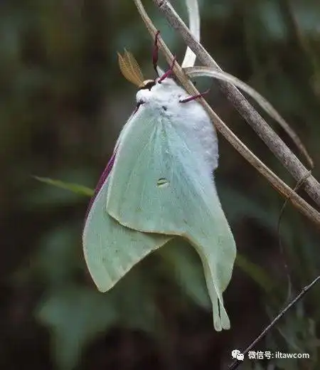 物种图册大水青蛾