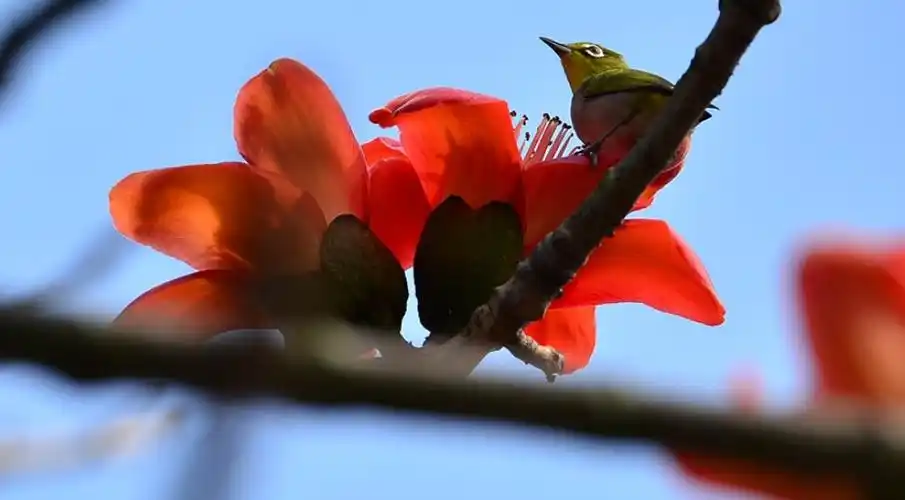 诗词鉴赏木棉花开诉春归有关木棉花的诗句烧红整个春天