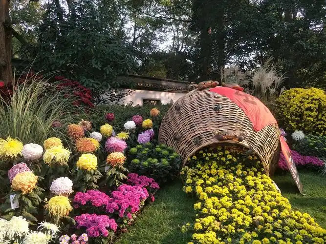 长三角菊花展2～杭州植物园