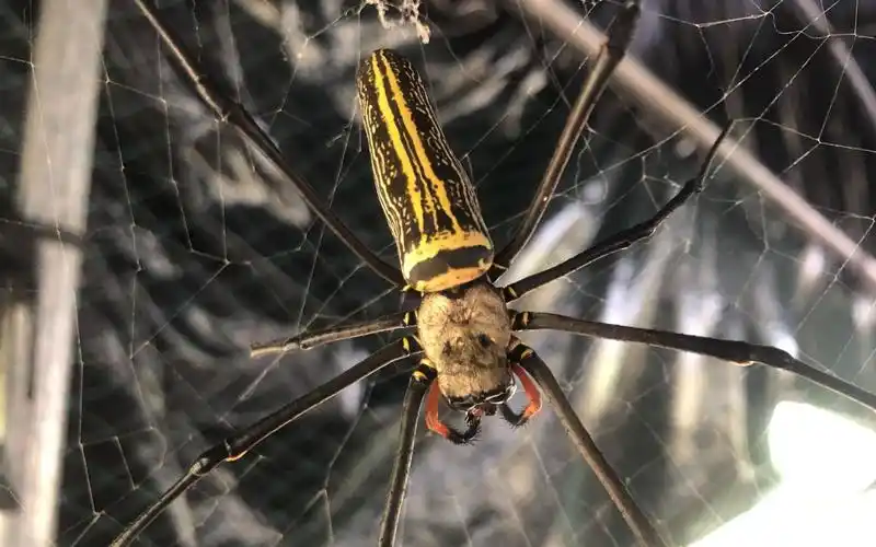 金黄的鬼脸蜘蛛,你懂叫什么吗