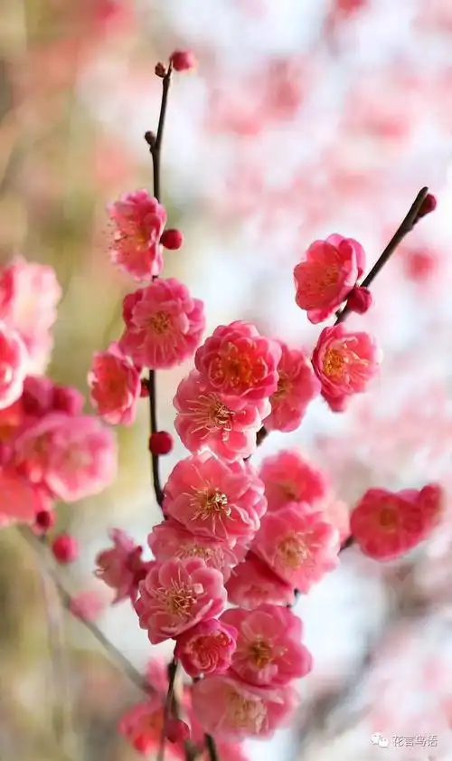 梅花朵朵开,满屏春意扑面来,你看!