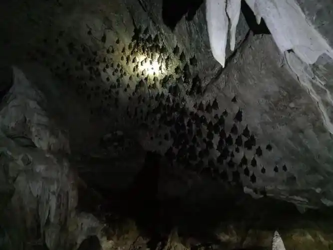 蝙蝠洞