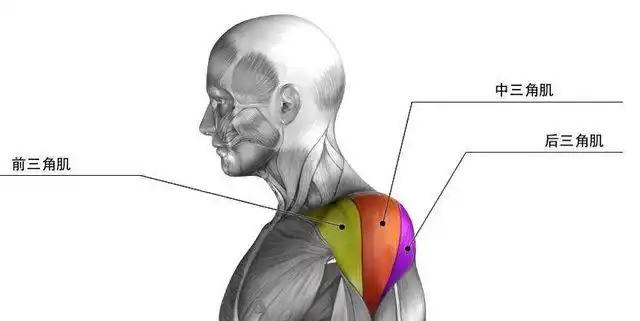 锻炼肩部前要了解三角肌结构根据实际情况锻炼提高整体效率