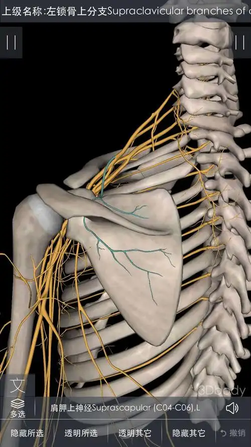 肩胛上神经c5-6,起于上干,支配岗上肌,岗下肌