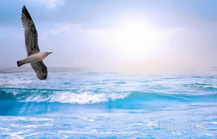 日出海景海鸥在蓝天和海洋夏季