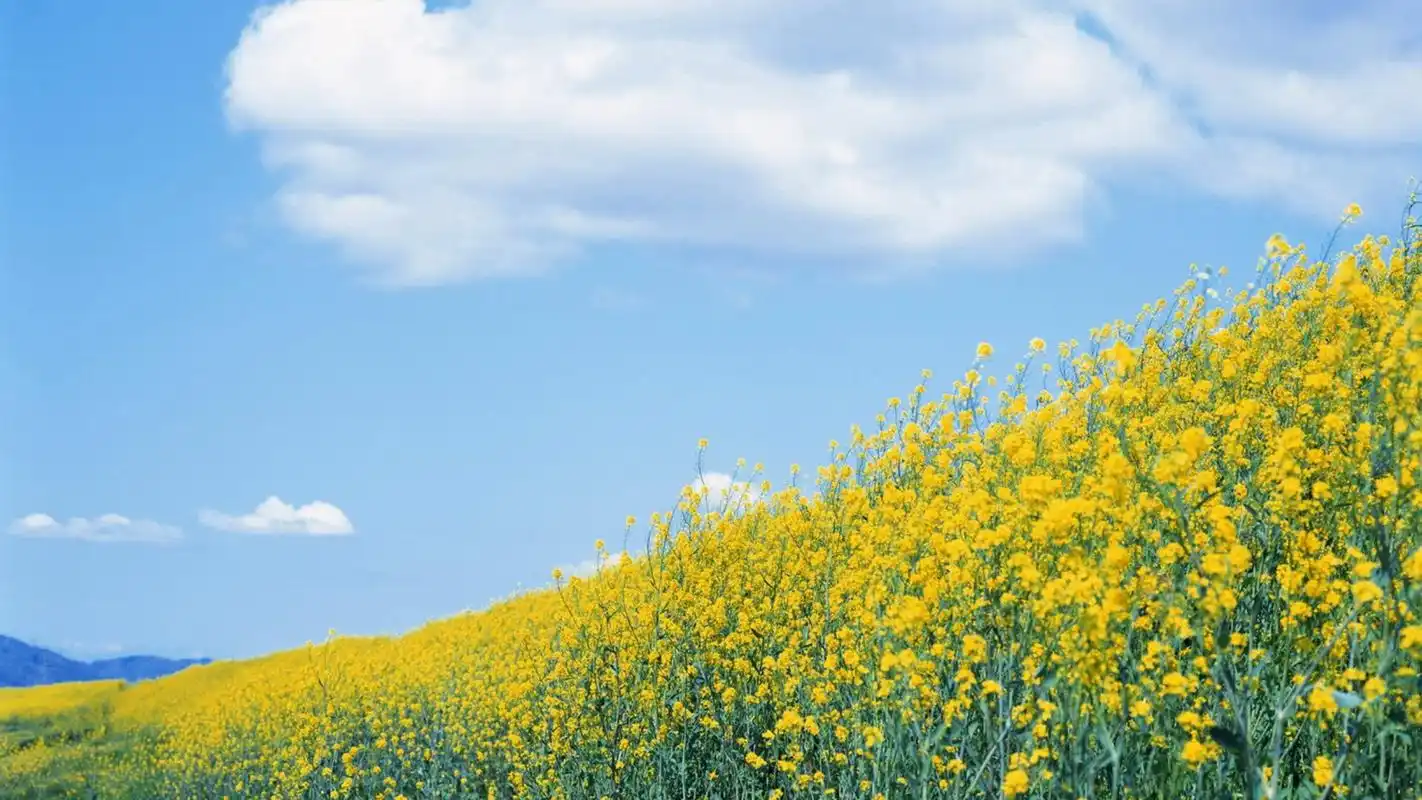 清新简约的高清壁纸,唯美淡雅的日系风格高清壁纸,简单又不失新意.
