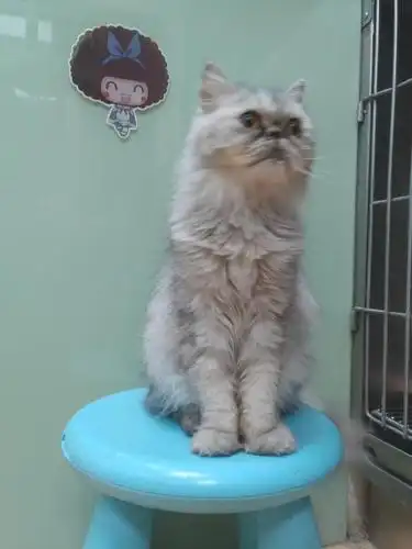 【限北京】金吉拉加菲混血无偿领养