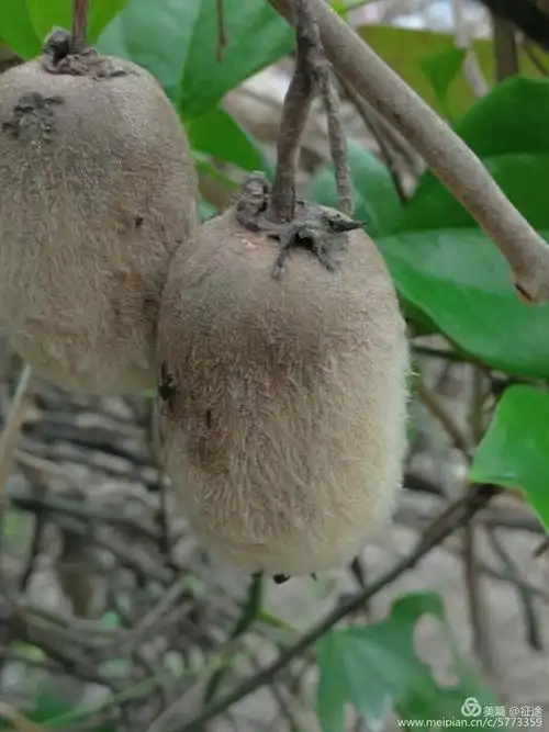 你见过白弥猴桃吗?