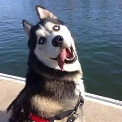 哈士奇图片搞笑表情包_抖音哈士奇狗头表情包2022已更新(今日/热点)-u