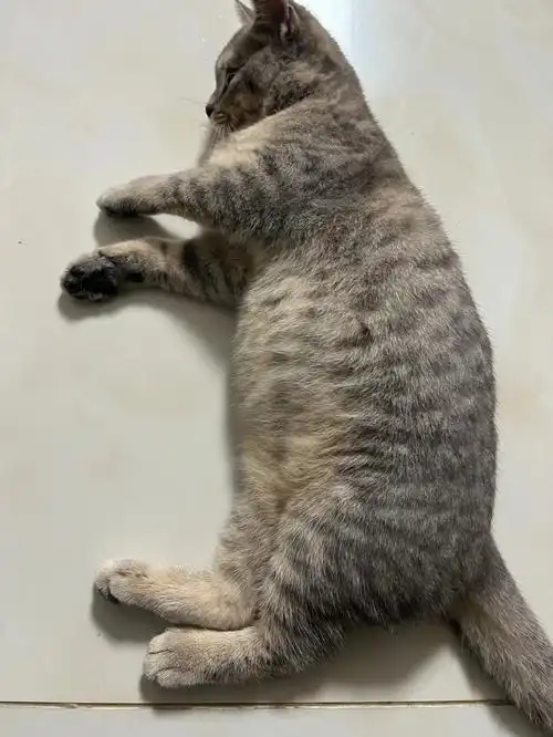 4个月的虎斑英短