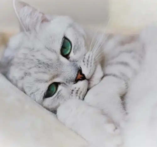 英国短毛猫萌图这么可爱的小猫咪值得你吸一口