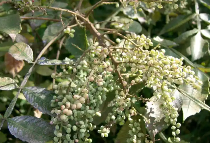 农村野外这种"结霜"的果子,过去农民当食用盐用,你见过没