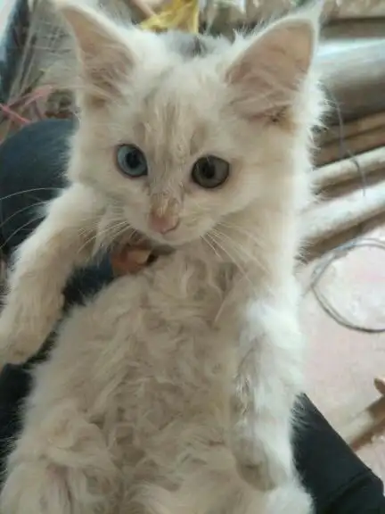 2018-06-25   最佳答案 鸳鸯眼的波斯猫(因为多半是白毛),不过是杂种