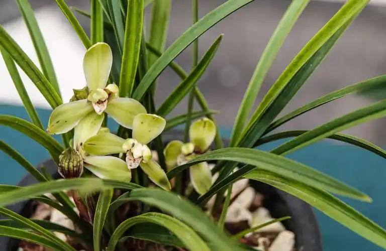 兰花有着谈雅的色彩,清淡的花香,冷艳而芬芳.