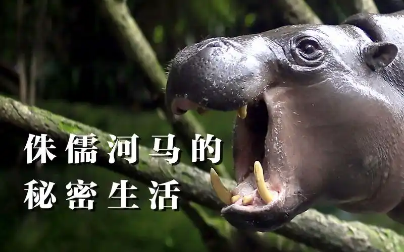 自然世界侏儒河马的秘密生活