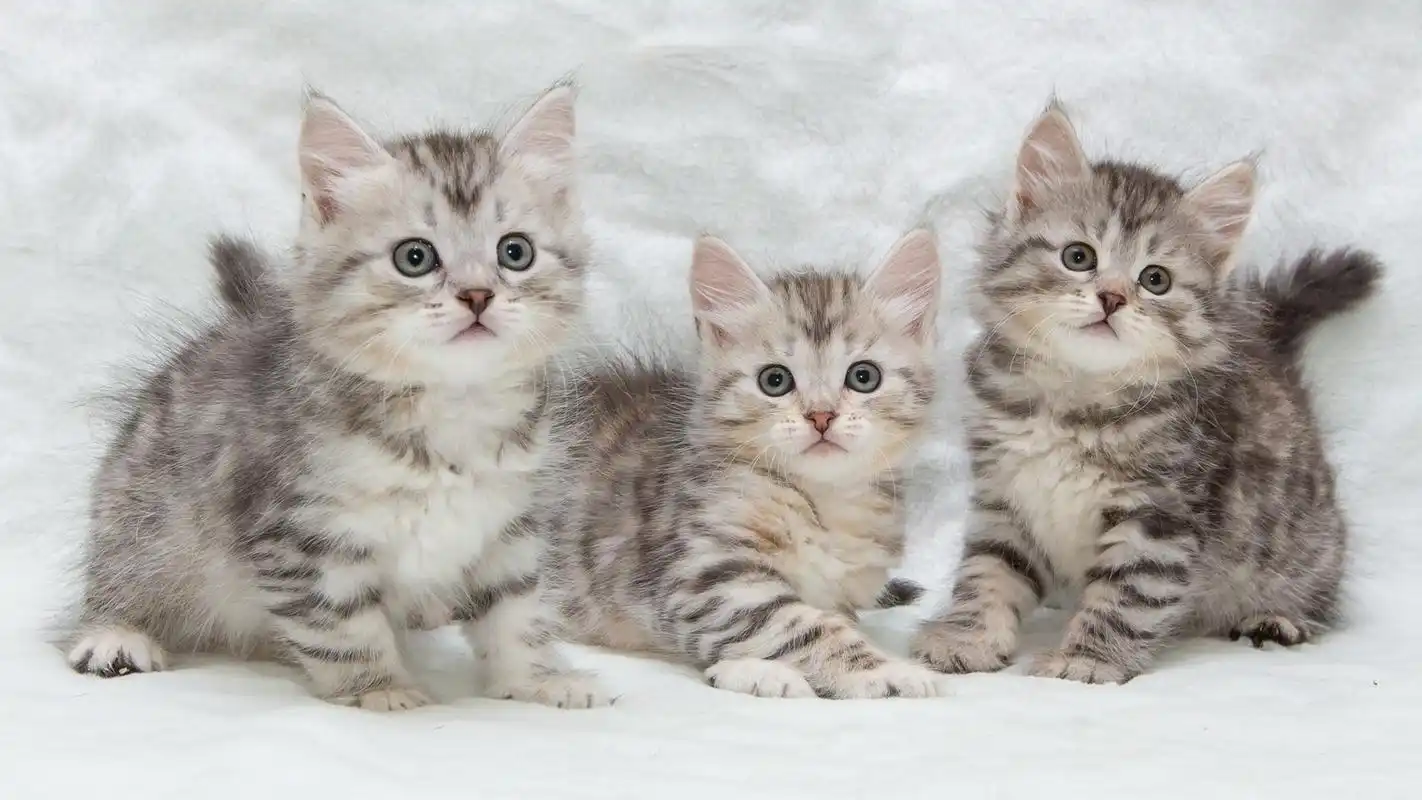 可爱的猫咪图片高清宽屏桌面壁纸