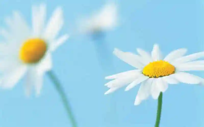 小清新素色淡雅花朵唯美lomo风格电脑桌面壁纸高清下载