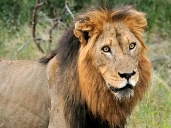 坏男孩雄狮联盟图片汇总