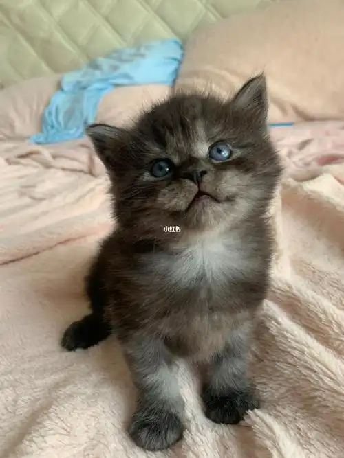 灰灰生的小崽长大了跟小时候一点不一样了.