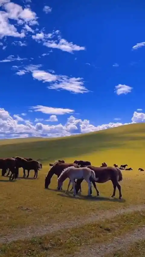 内蒙古呼伦贝尔大草原的秋天,风景优美,景色宜人!
