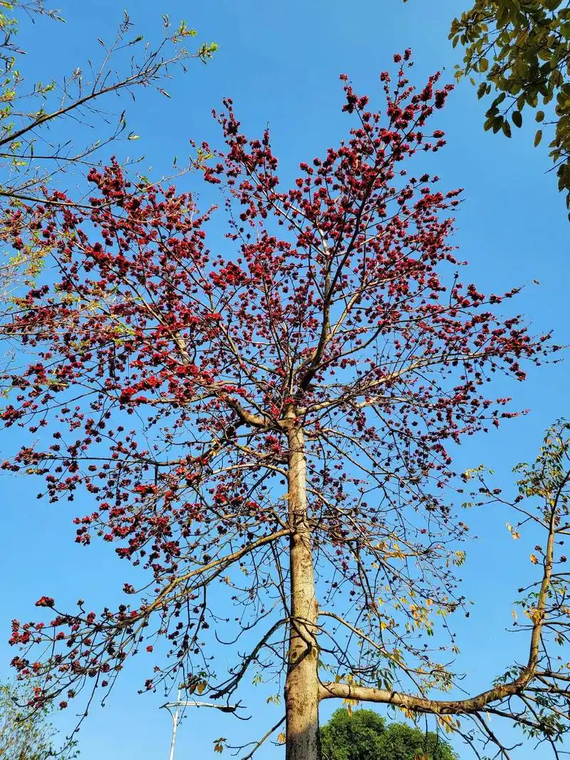 花叶永不相见. 木棉花花语:珍惜身边 - 抖音