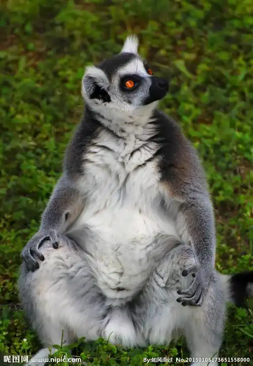 狐猴摄影图__野生动物_生物世界_摄影图库_昵图网nipic.com