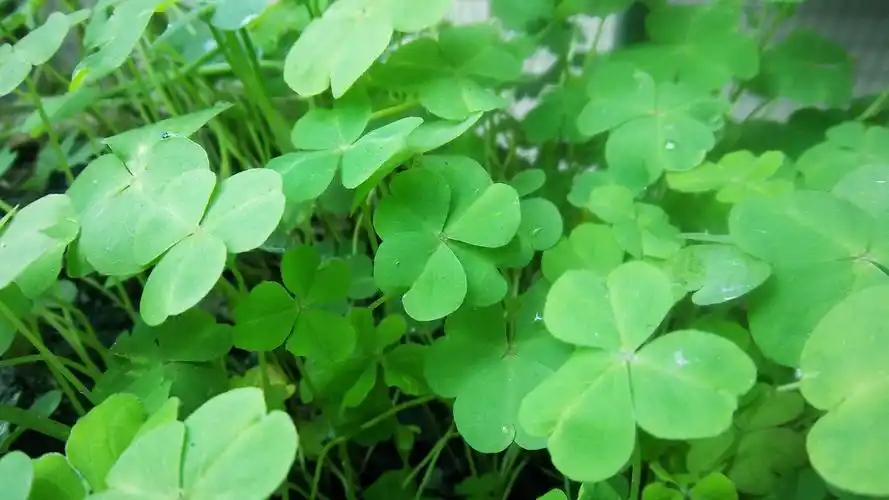 四叶草,幸运的象征