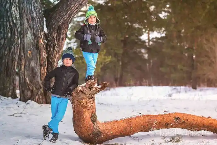 冬天森林里的两兄弟在树上攀爬