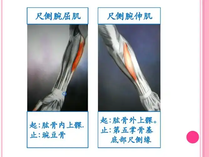 所有分类 高等教育 医学 骨骼肌动态解剖图 1 尺侧腕屈肌 尺侧腕伸肌