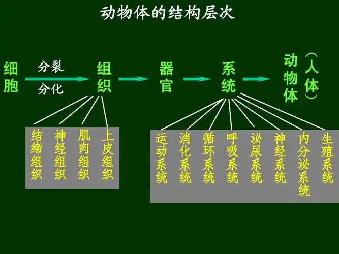七年级上册生物体的结构层次复习答案ppt_word文档在线阅读与下载_无