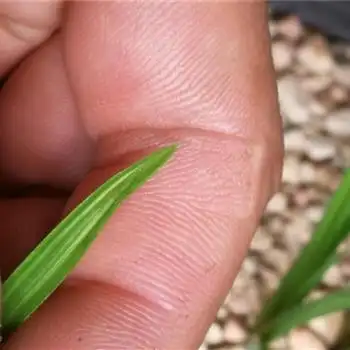 大龙根白散斑中透