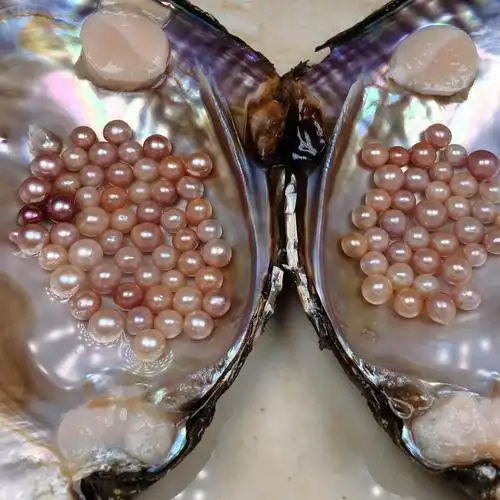 诸暨自养淡水ak珍珠特大河蚌寄多珠活蚌幼苗自己开可养殖鲜活 ak蚌三