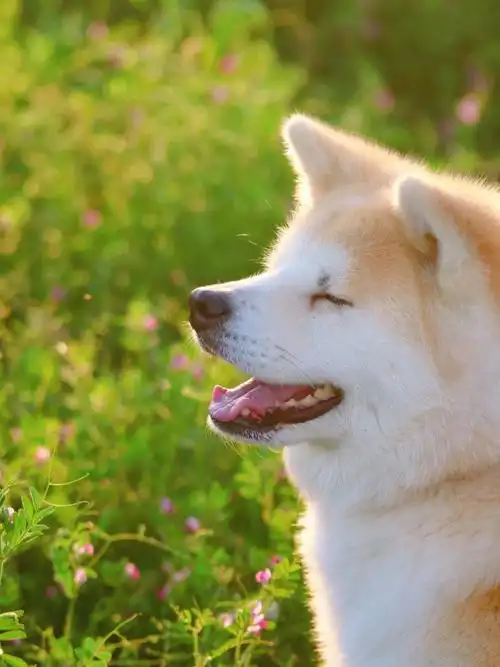 治愈系微笑满分