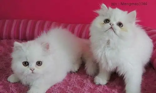 暹罗,美短,英短,蓝猫,加菲猫,波斯猫,折耳,金吉拉,公母都有,每只小猫
