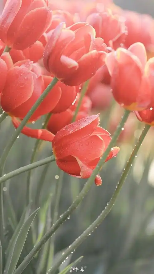 想要各种花的壁纸