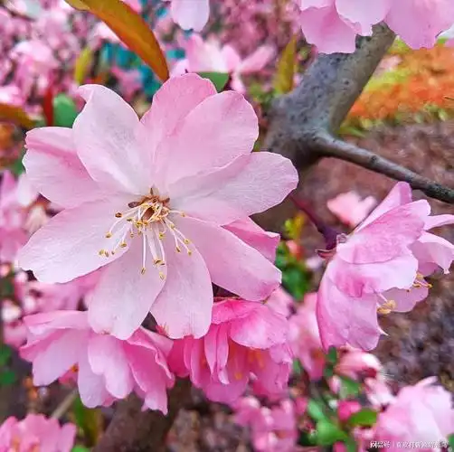 垂丝海棠,妩媚动人