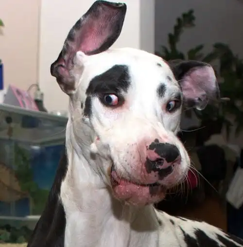 芬兰大丹犬面对镜头做鬼脸调皮滑稽组图