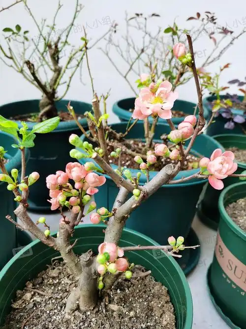 刚开始养花长寿乐海棠10天爆盆然后开始生蚜虫烦死了01