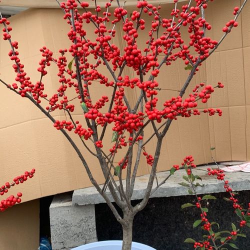 北美冬青又名红果冬青耐寒适合南北方种植盆景造型盆景素材