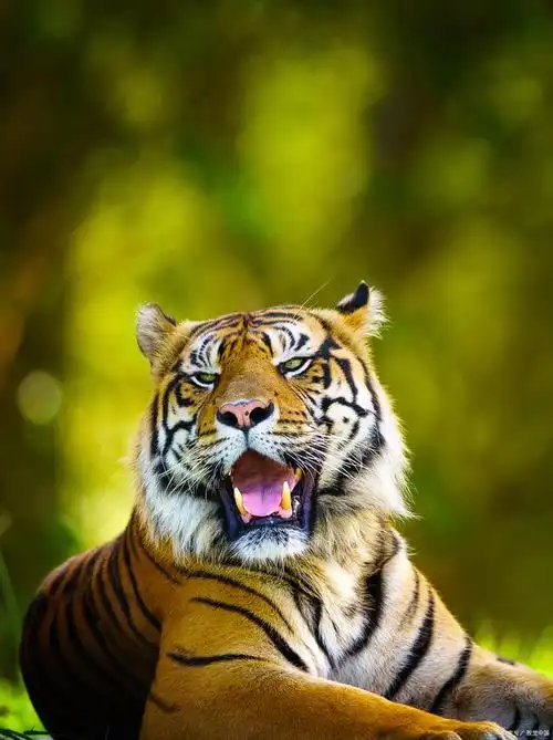 在茫茫丛林的深处,有一只霸气十足的生物,它的名字远近闻名——老虎.