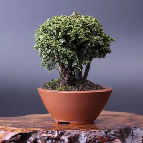 怡景园 日本小品石化桧 微型盆景高档盆栽 实物拍摄 仅此一盆